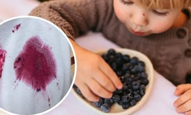 Małe rączki sięgają po jagody, zostawiając na białym materiale charakterystyczne plamy z jagód.